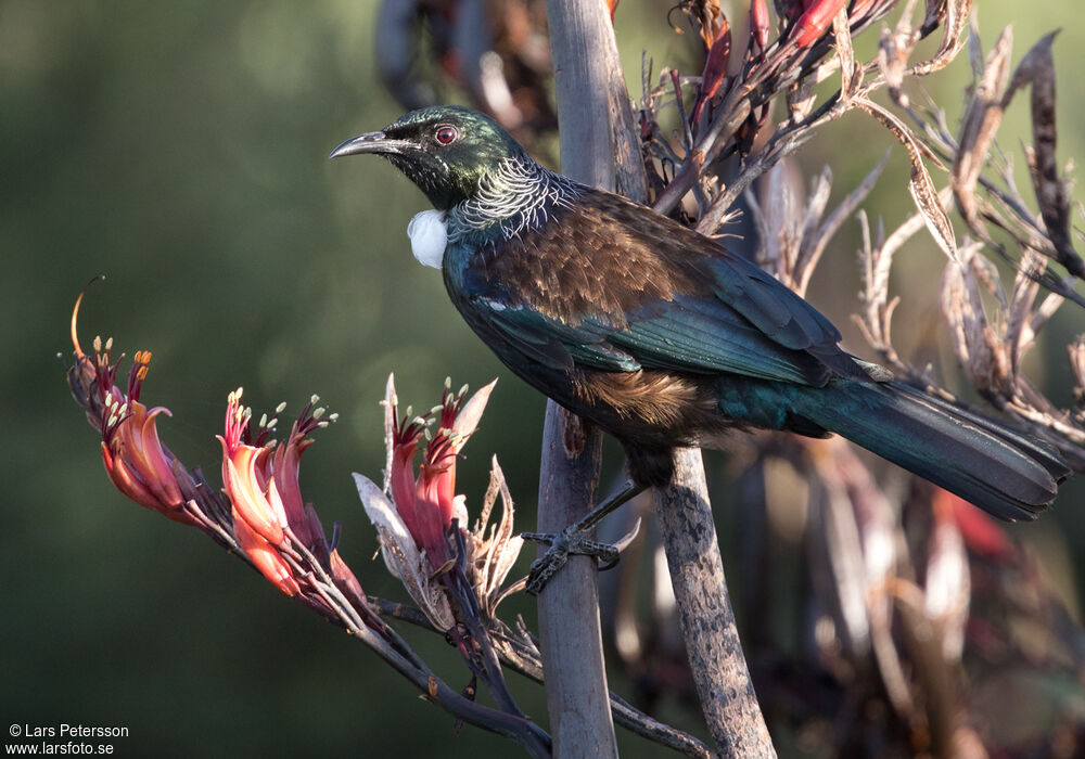 Tui