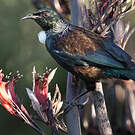 Tui cravate-frisée