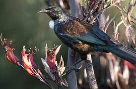 Tui