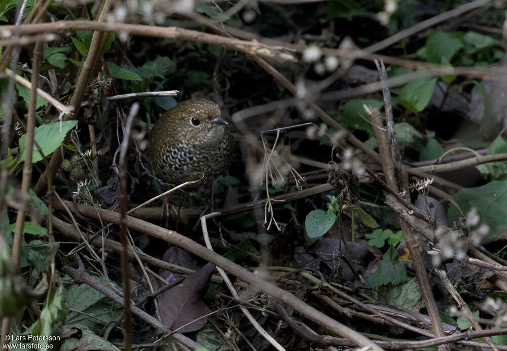 Scaly-breasted Cupwing