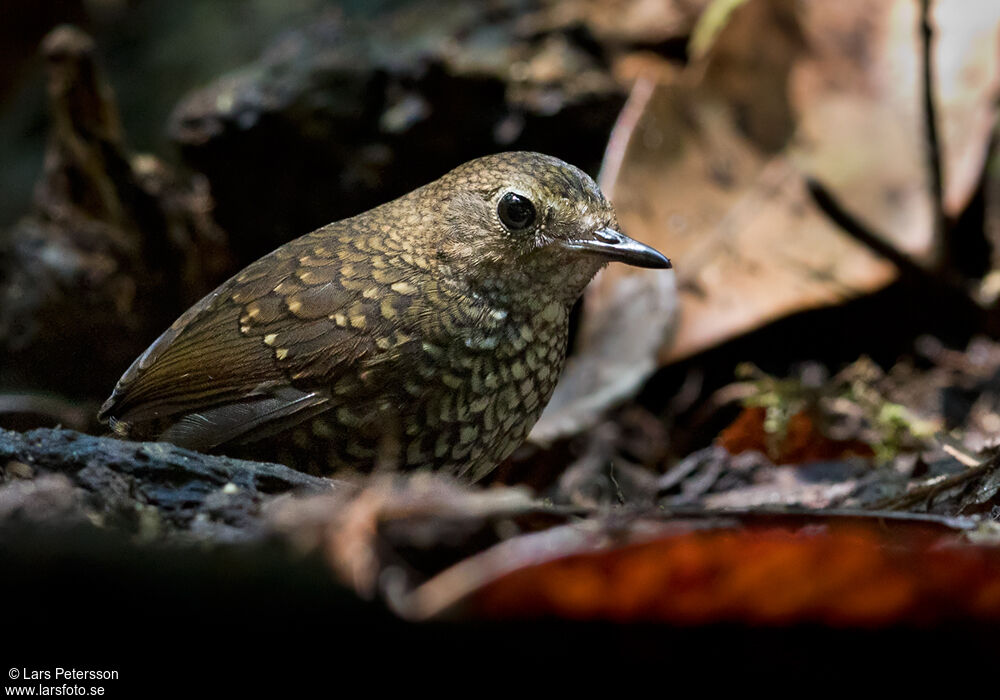 Pygmy Cupwing