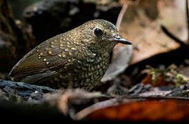 Pygmy Cupwing