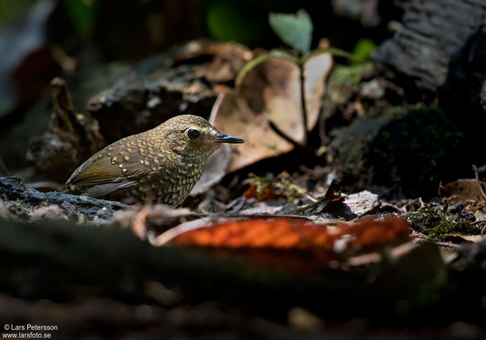 Pygmy Cupwing