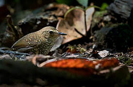 Pygmy Cupwing