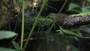 Pygmy Cupwing