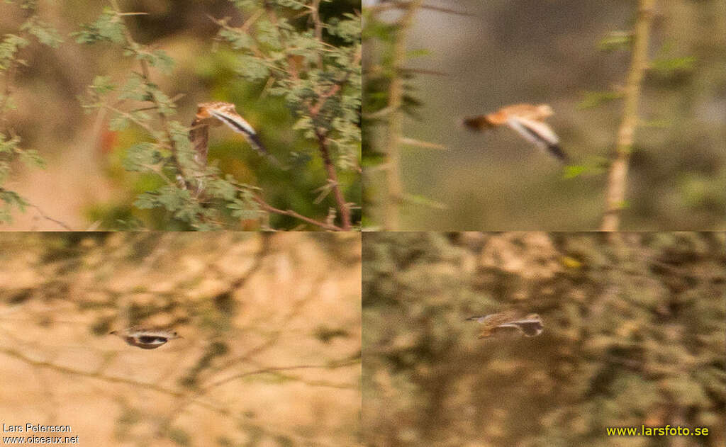 Quail-plover, pigmentation, Flight