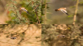 Quail-plover