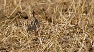 Quail-plover