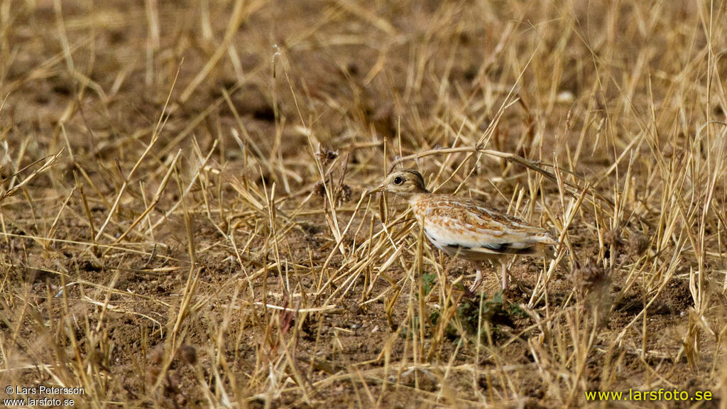 Quail-plover