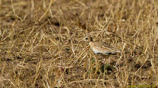 Quail-plover