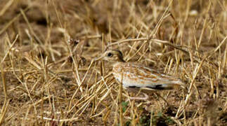 Quail-plover