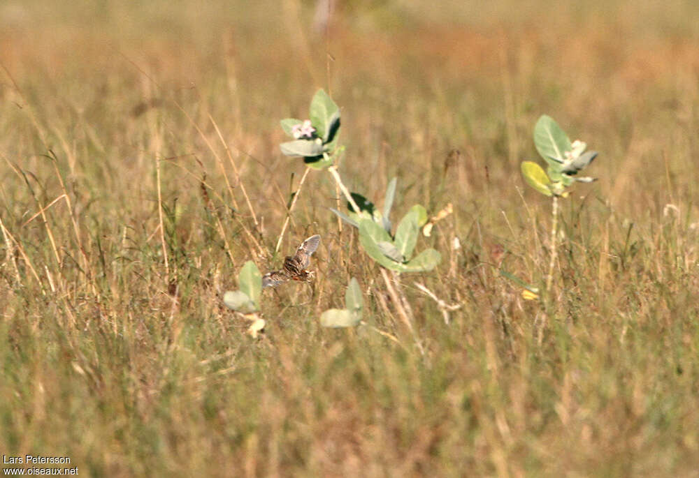 Sumba Buttonquail