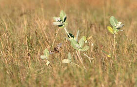 Sumba Buttonquail