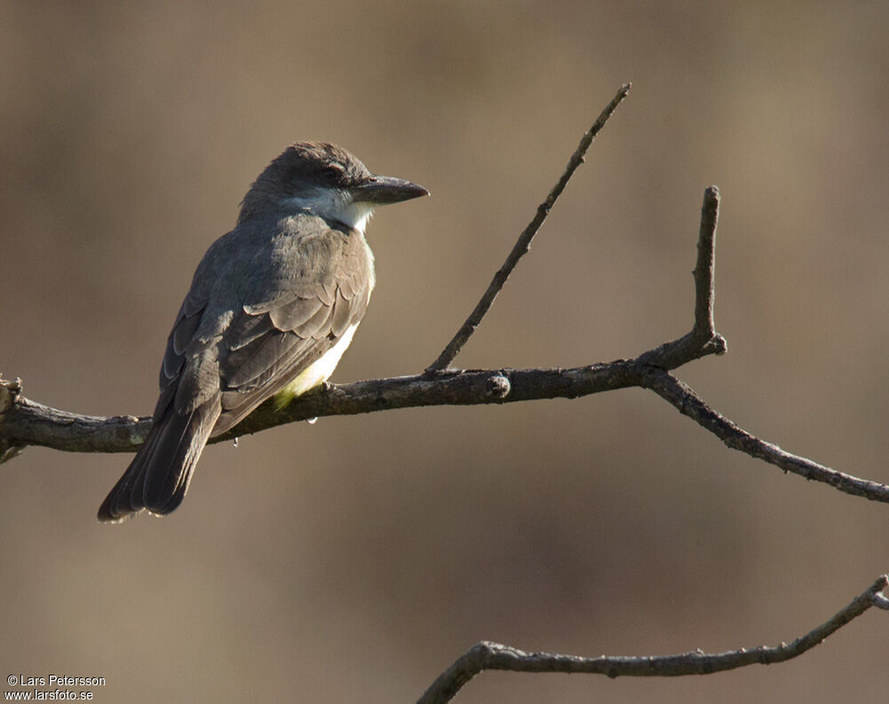 Thick-billed Kingbird