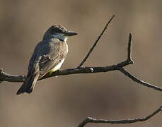 Thick-billed Kingbird