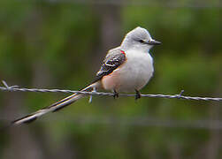 Scissor-tailed Flycatcher