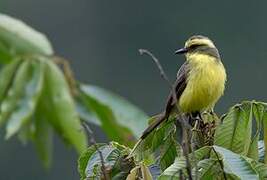 Lemon-browed Flycatcher