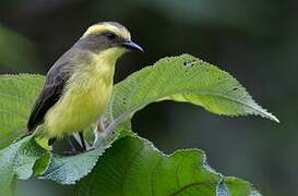 Lemon-browed Flycatcher