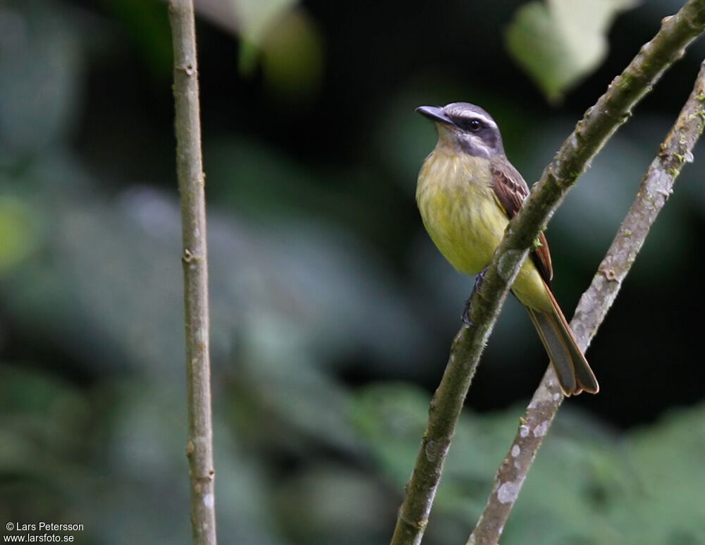 Golden-bellied Flycatcher