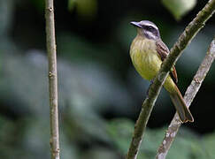 Golden-bellied Flycatcher