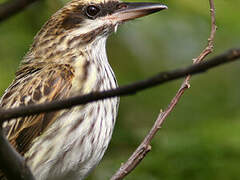 Streaked Flycatcher