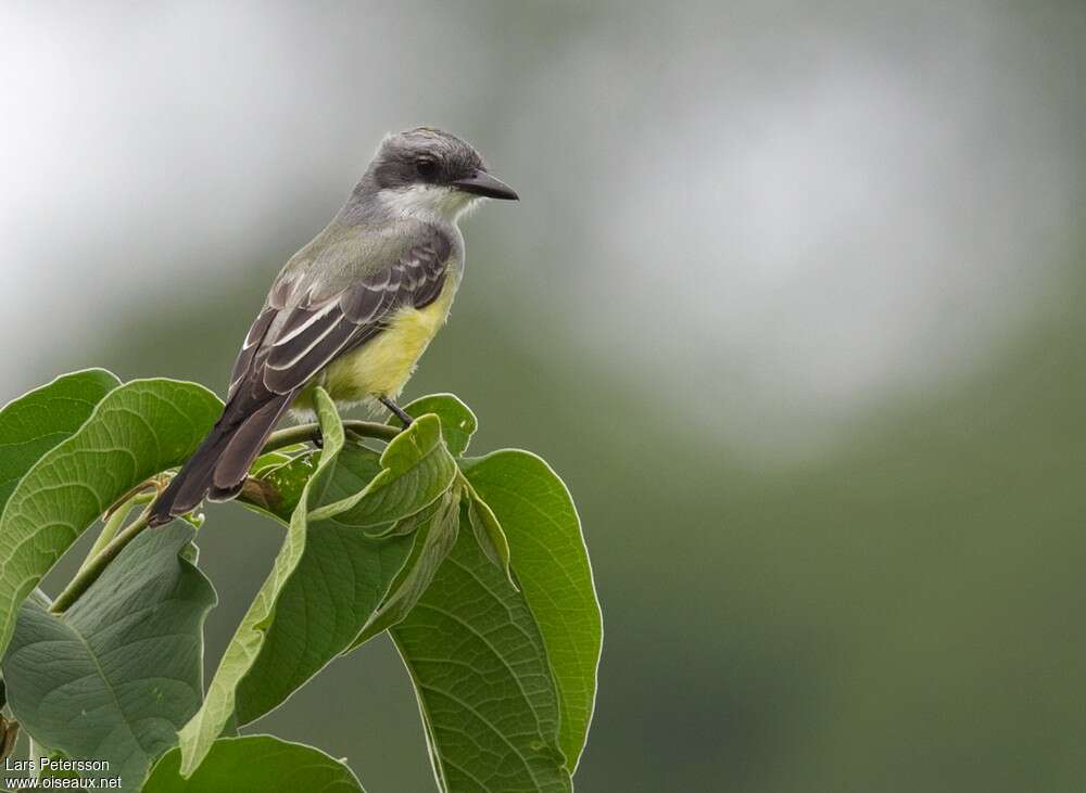 Snowy-throated Kingbirdadult, identification