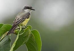 Snowy-throated Kingbird