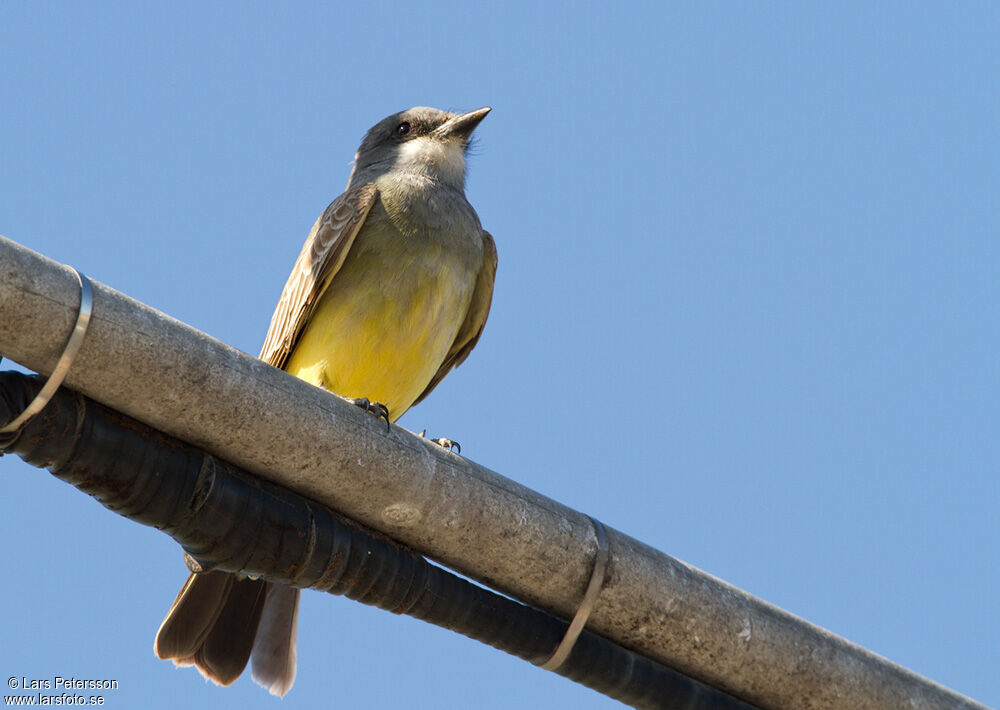 Cassin's Kingbird