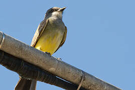 Cassin's Kingbird