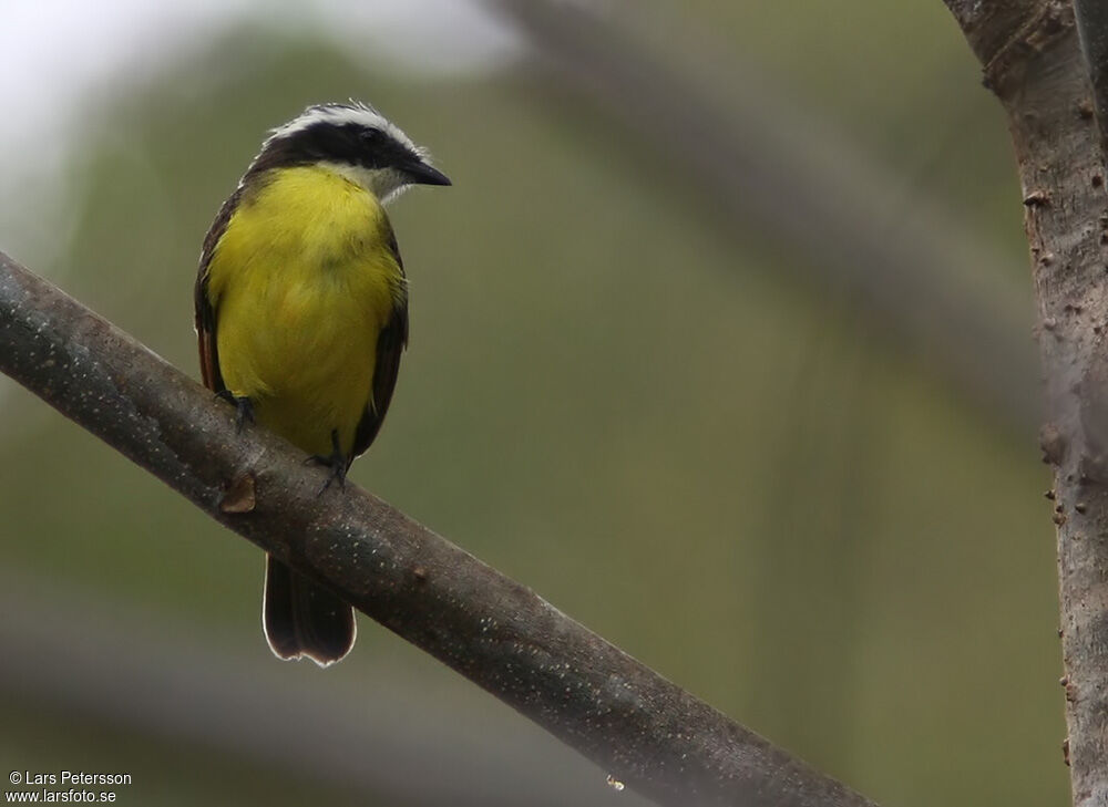 Rusty-margined Flycatcher