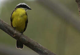 Rusty-margined Flycatcher