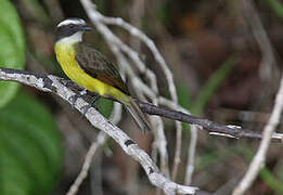 Rusty-margined Flycatcher