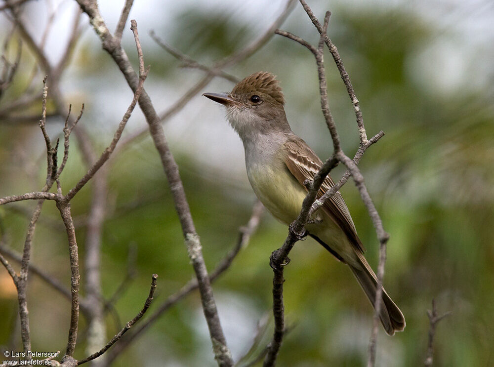 Brown-crested Flycatcher