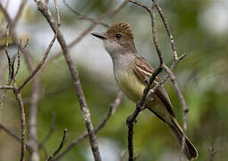 Brown-crested Flycatcher