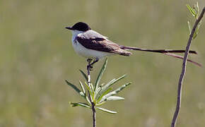 Fork-tailed Flycatcher