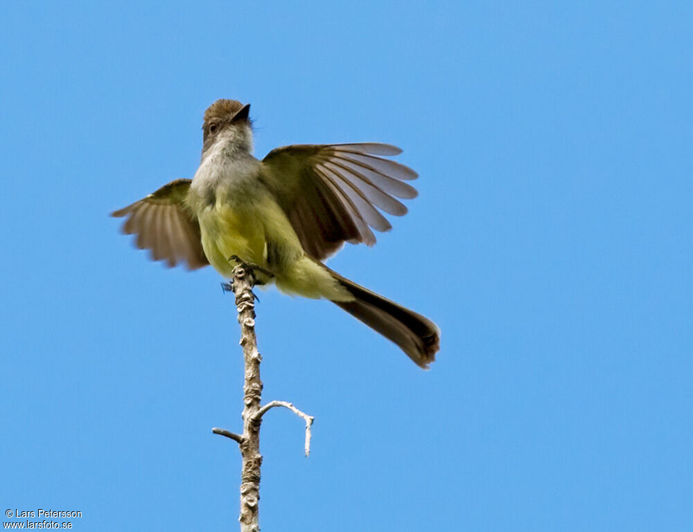 Short-crested Flycatcher