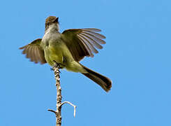 Short-crested Flycatcher