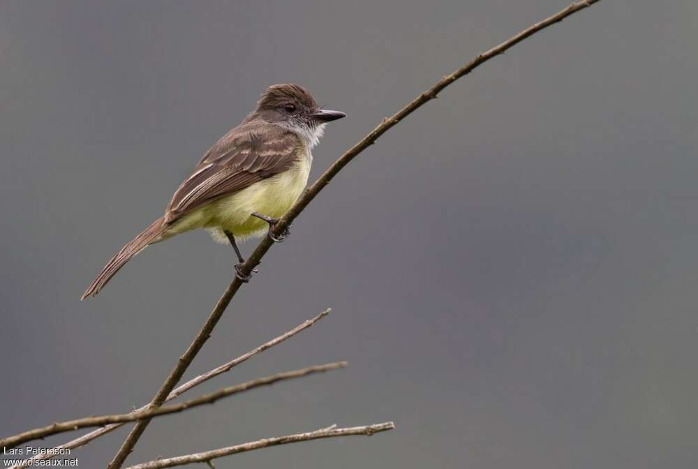 Short-crested Flycatcheradult, identification