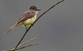 Short-crested Flycatcher