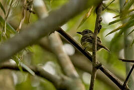 Large-headed Flatbill