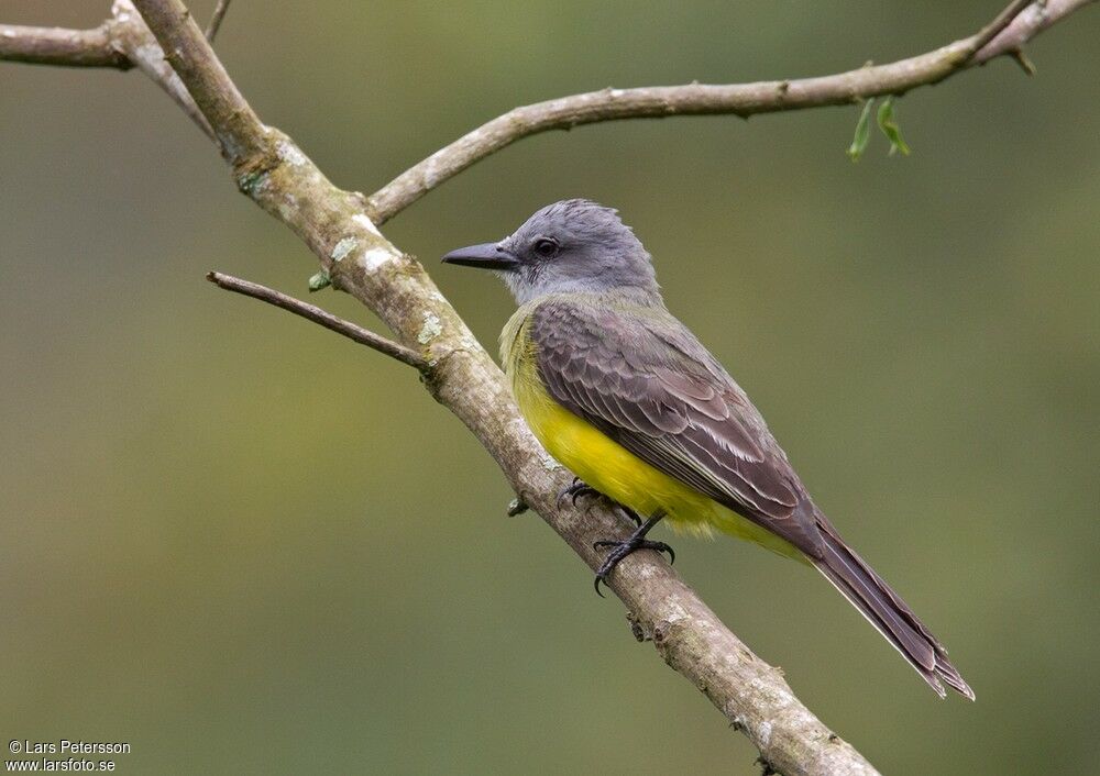 Tropical Kingbird