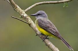 Tropical Kingbird