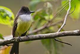 Dusky-capped Flycatcher