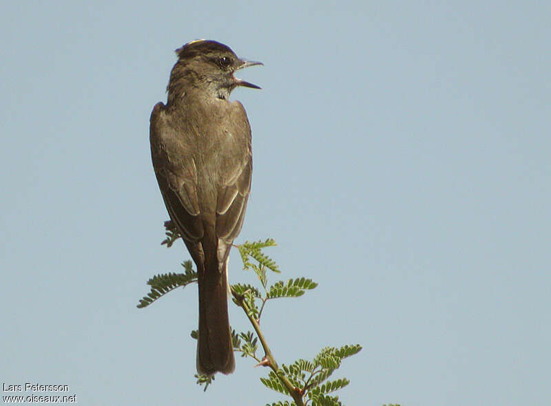 Crowned Slaty Flycatcheradult, pigmentation, song