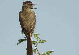 Crowned Slaty Flycatcher