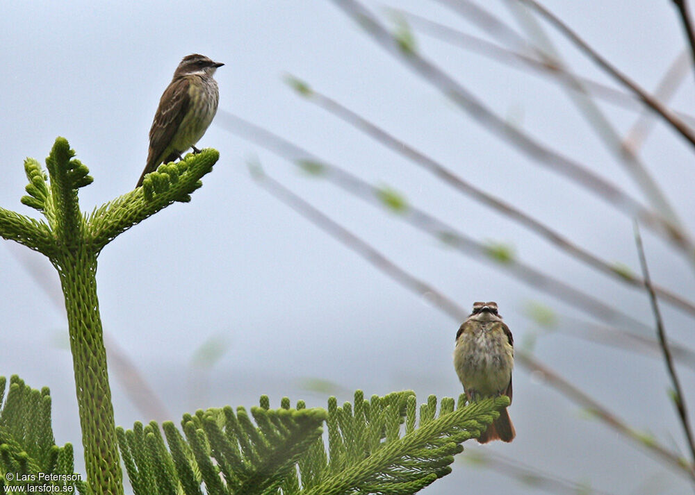 Piratic Flycatcher