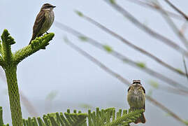 Piratic Flycatcher