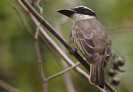 Boat-billed Flycatcher