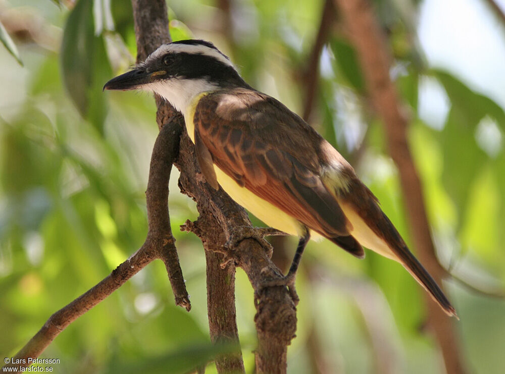 Great Kiskadee