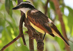 Great Kiskadee